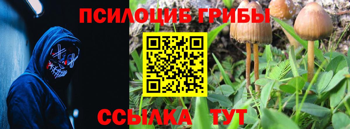 Псилоцибиновые грибы прущие грибы Тихвин